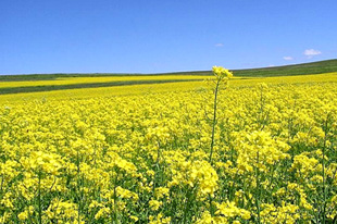 �ƻ���������